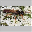 Mellinus crabroneus - Grabwespe w31 12mm - auf wilder Moehre - OS-Wallenhorst Sandgrube.jpg